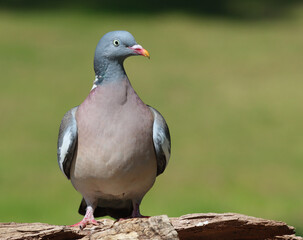 wood pigeon