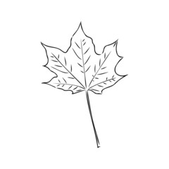 fall leaf clipart, black and white leaf drawing, vector clipart