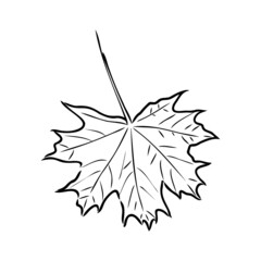 fall leaf clipart, black and white leaf drawing, vector clipart