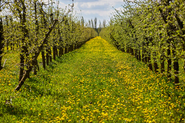 Young apple orchard garden in springtime with beautiful field of blooming dandelions