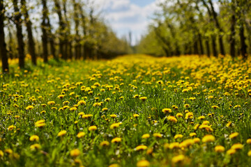 Young apple orchard garden in springtime with beautiful field of blooming dandelions