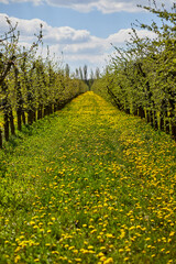 Fototapeta na wymiar Young apple orchard garden in springtime with beautiful field of blooming dandelions