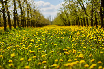 Young apple orchard garden in springtime with beautiful field of blooming dandelions
