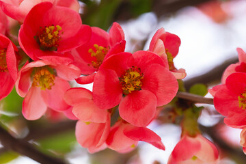 Macro of bright red spring flowering Japanese quince or Chaenomeles japonica on the blurred garden background.