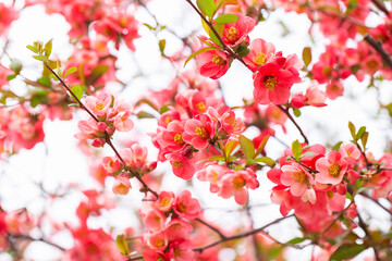 Macro of bright red spring flowering Japanese quince or Chaenomeles japonica on the blurred garden background.