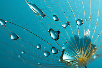 Spring dandelion seed with water drops Macro photo. Beauty background of nature.