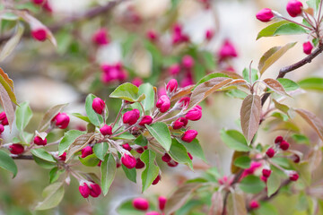 fruit tree blossom in springtime. tender pink flowers bathing in sunlight. warm april weather. Blooming tree in spring, internet springtime banner. floral background.