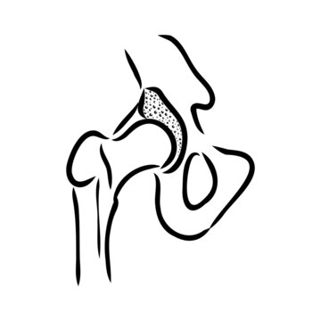 Hip Bone line icon vector illustration logo design.