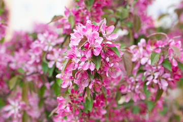 fruit tree blossom in springtime. tender pink flowers bathing in sunlight. warm april weather. Blooming tree in spring, internet springtime banner. floral background.