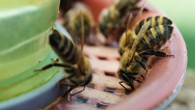 Bees drink water. The importance of water for the development of bee colonies. Drinker for bees. Drinking bowl for insects. Bees fly and drink water.