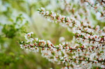Close-up of apple flowers. Abstract natural texture.