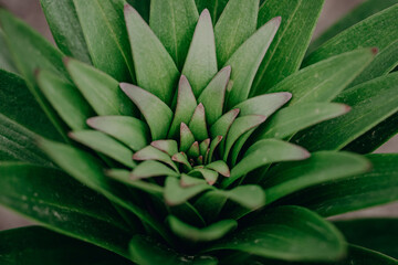Lily or lililum leaves top view, macro close-up, small depth of field. Nature, plant texture, beautiful fresh green color.