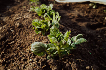Fresh green potato plant growing on field or garden. Leaves of organic vegetable, beginning of spring season. 