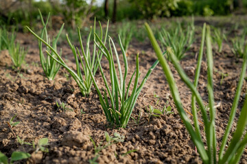 Onion bulbs in soil, plantation in country garden, growing vegetables. Red and gold onions. Beginning of spring season, field, agriculture concept.