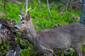 a roebuck is standing in the forest at a  spring morning