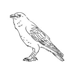 Hand-drawn black crow. Raven, bird sketch, vector illustration