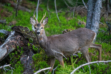 a roebuck is standing in the forest at a  spring morning