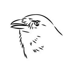 Hand-drawn black crow. Raven, bird sketch, vector illustration