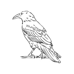 Hand-drawn black crow. Raven, bird sketch, vector illustration