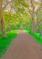 alley in the park, forest background