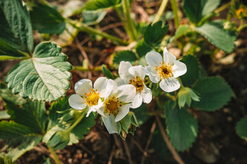 Young strawberry white flowers bloom on green natural garden background. Beginning of berries season, field, agriculture concept.