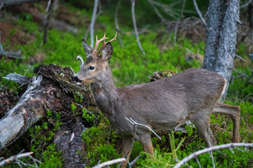 Naklejka na ściany i meble a roebuck is standing in the forest at a spring morning