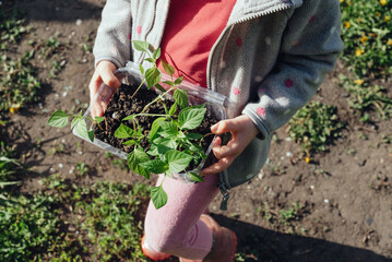 Fototapeta premium Close-up of bell pepper seedlings in the hands of a child. Gardening with children, farming and harvesting