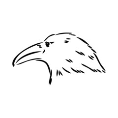 Hand-drawn black crow. Raven, bird sketch, vector illustration