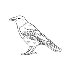 Hand-drawn black crow. Raven, bird sketch, vector illustration