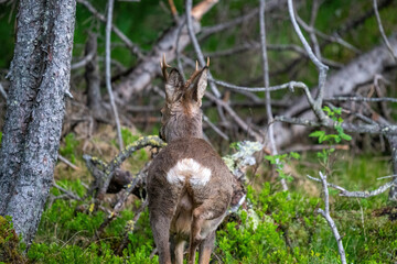 a roebuck is standing in the forest at a  spring morning