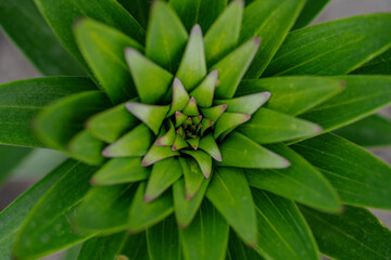 Lily or lililum leaves top view, macro close-up, small depth of field. Nature, plant texture, beautiful fresh green color.