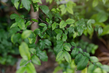 Leaves of trees decorate the front of the house.