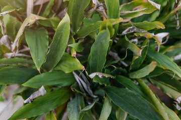 top view photo of galangal tree