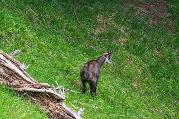 a adult chamois female, rupicapra rupicapra, in the change of coat at a spring morning on the mountains