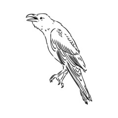 Hand-drawn black crow. Raven, bird sketch, vector illustration