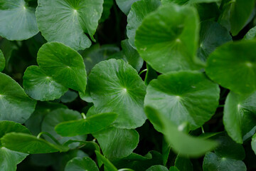 Many Centella asiatica leaves with narrow angle of view