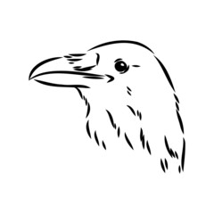 Hand-drawn black crow. Raven, bird sketch, vector illustration