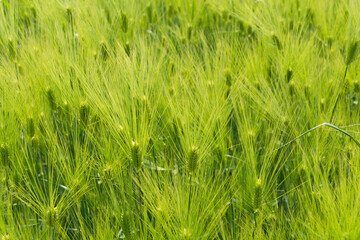 green barley in the wind