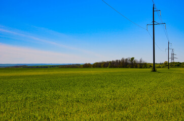 a field with winter wheat in Russia.there will be a good harvest.to have high-voltage wires running through the field.