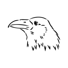 Hand-drawn black crow. Raven, bird sketch, vector illustration