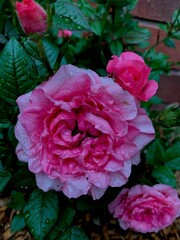 Obraz premium Rose in Rain 