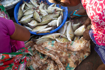 Picture of fishes lying in a tub at sea coast of Kanyakumari. Fish market, sea food, poverty,...