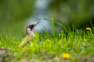 European green woodpecker (Picus viridis) in the meadow.