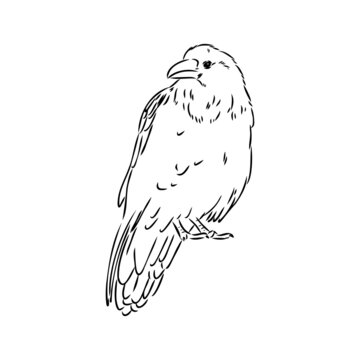 Hand-drawn black crow. Raven, bird sketch, vector illustration