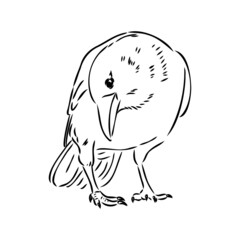 Hand-drawn black crow. Raven, bird sketch, vector illustration