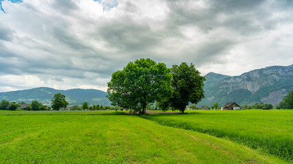 Obraz premium im Frühling spriessende und blühende Bäume am sonnigen Tag mit aufziehendem Gewitter. grüne Wiesen, Berge und graue Wolken machen eine dramatische Stimmung im Rheintal, Dornbirn, Vorarlberg, Austria