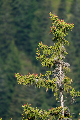 young cones on a pine tree