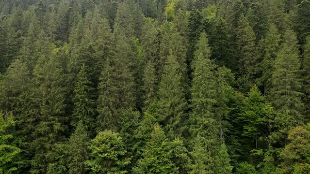 pine tree forest drone shots going up