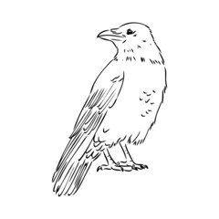 Hand-drawn black crow. Raven, bird sketch, vector illustration