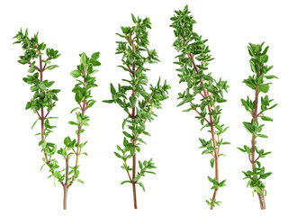 Thyme isolated on white background, full depth of field, clipping path - obrazy, fototapety, plakaty